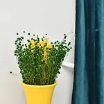 アパート Transilvania Apartament *